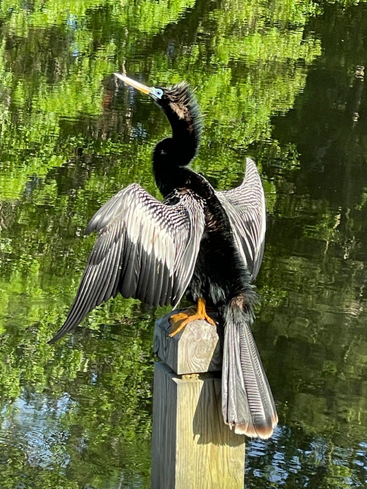 Anhinga, Cormorant, bird 