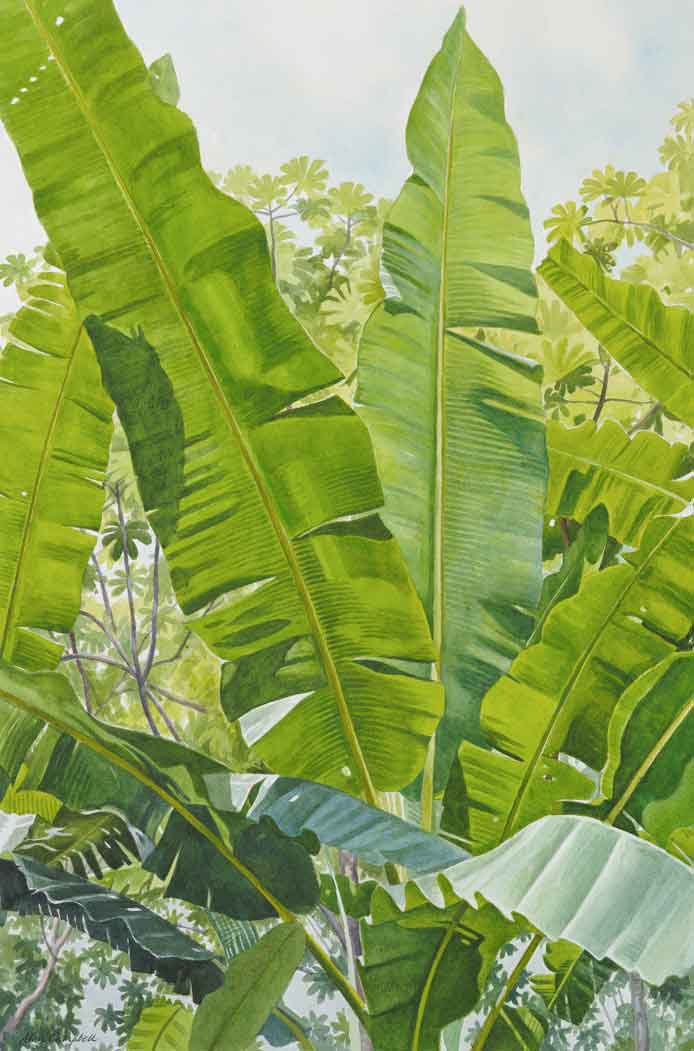 Banana Fronds - Alan Campbell