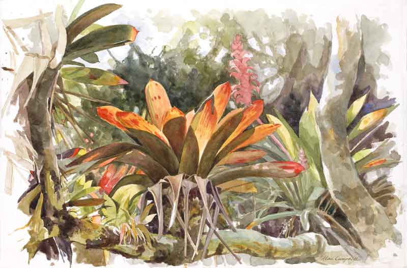Barva Bromeliad - Alan Campbell