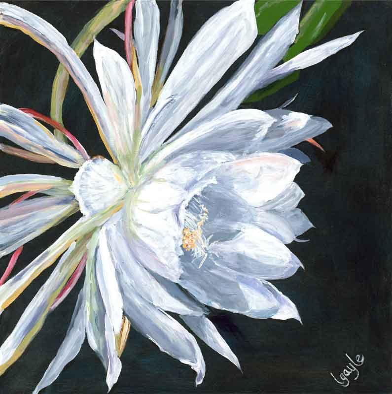 Big Cereus - Leslie Gayle
