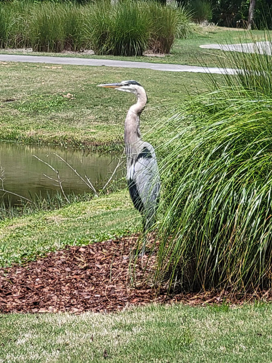 Blue Heron 1 - Stephen Annese