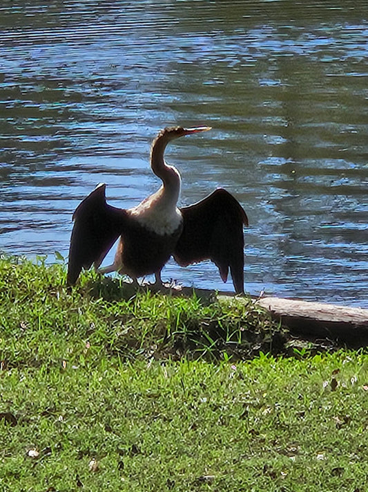 Blue Heron 2 - Stephen Annese