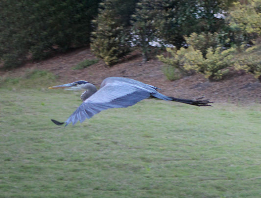 Blue Heron 3 - Stephen Annese