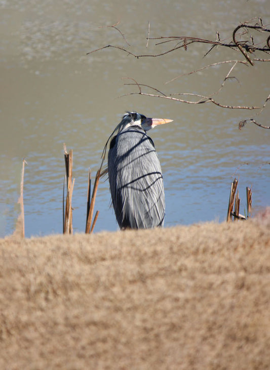 Blue Heron 4 - Stephen Annese