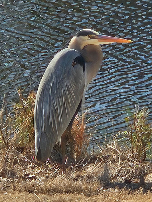 Blue Heron 5 - Stephen Annese