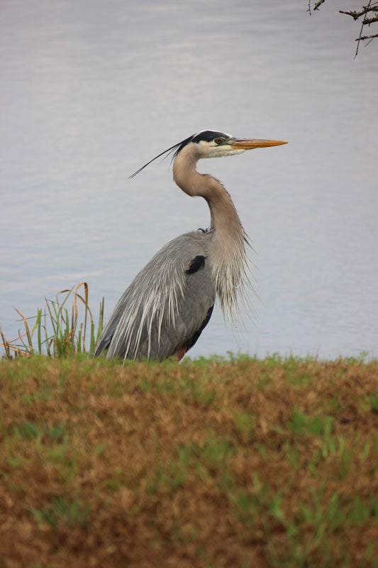 Blue Heron 6 - Stephen Annese