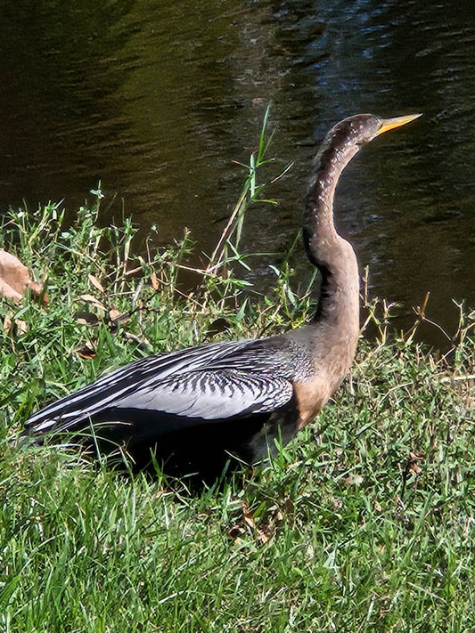Blue Heron Walkin - Stephen Annese