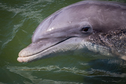Bluffton May River Bottlenose Dolphin - Pete Schramm