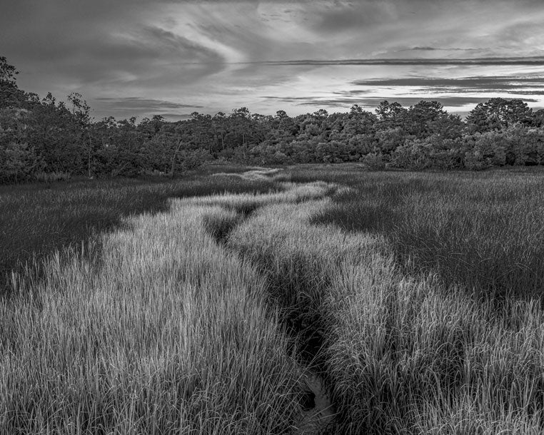 Bluffton Rose Dew Creek - Pete Schramm