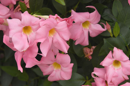 Brazilian Jasmine- Richard Ball