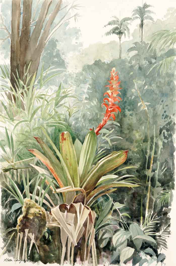 Bromeliad I - Alan Campbell