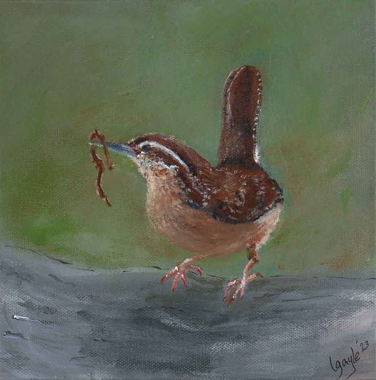 Carolina Wren - Leslie Gayle