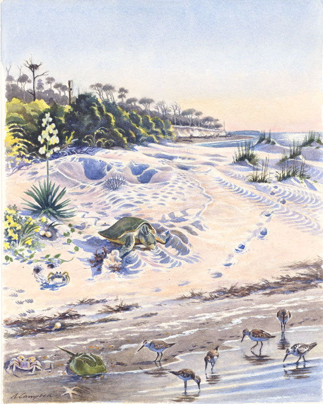 Coast Tracks - Alan Campbell