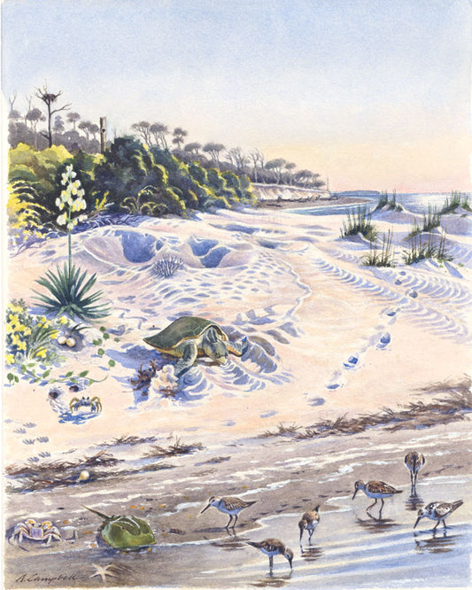 Coast Tracks - Alan Campbell