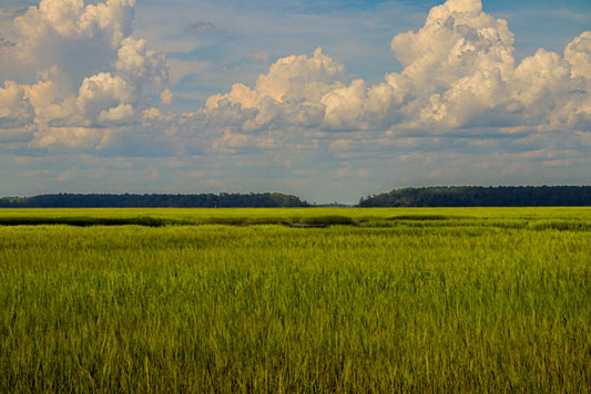 Cordgrass Fields - Pete Schram