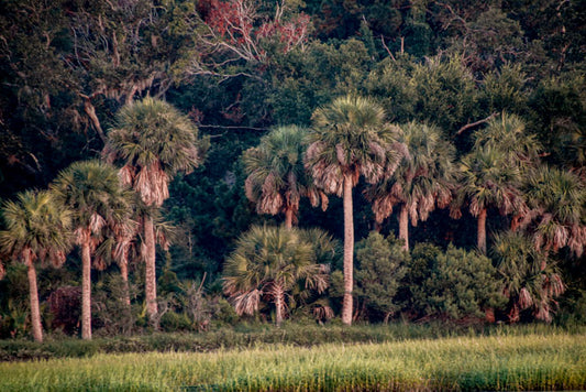 Daws Island Treeline - Pete Schramm