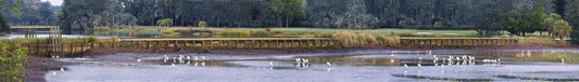 Duck Pond and Herons Panorama - Steven Higgins