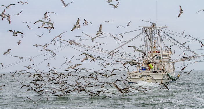 Feeding Frenzy at Sea - Eric Horan
