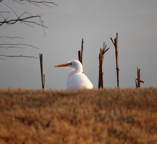 Field Egret - Stephen Annese