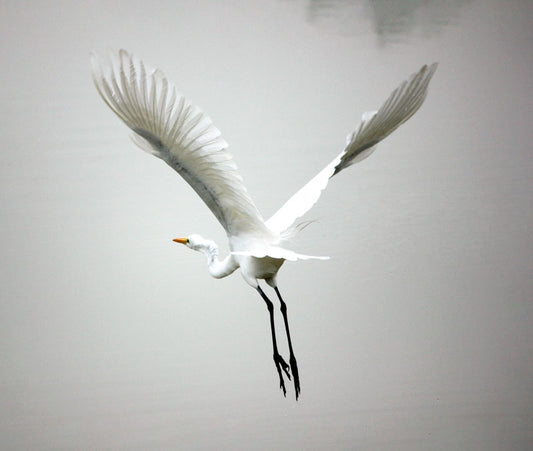 Flying Egret - Stephen Annese