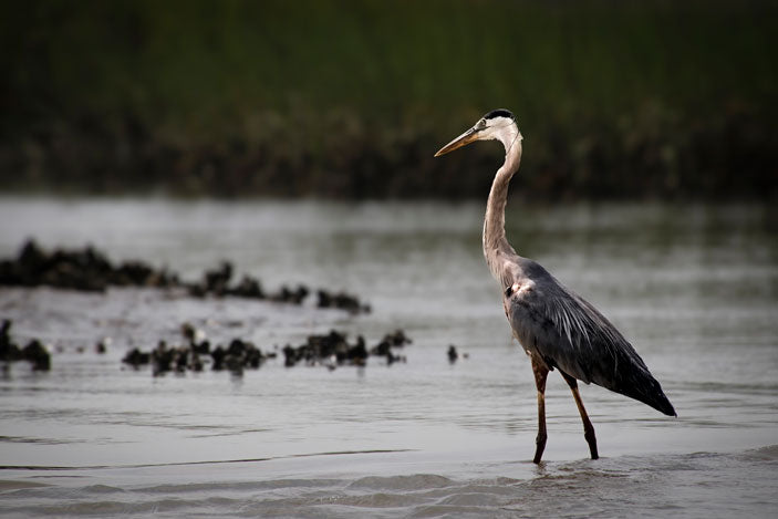 Great Blue Heron Out for a Walk - Pete Schramm