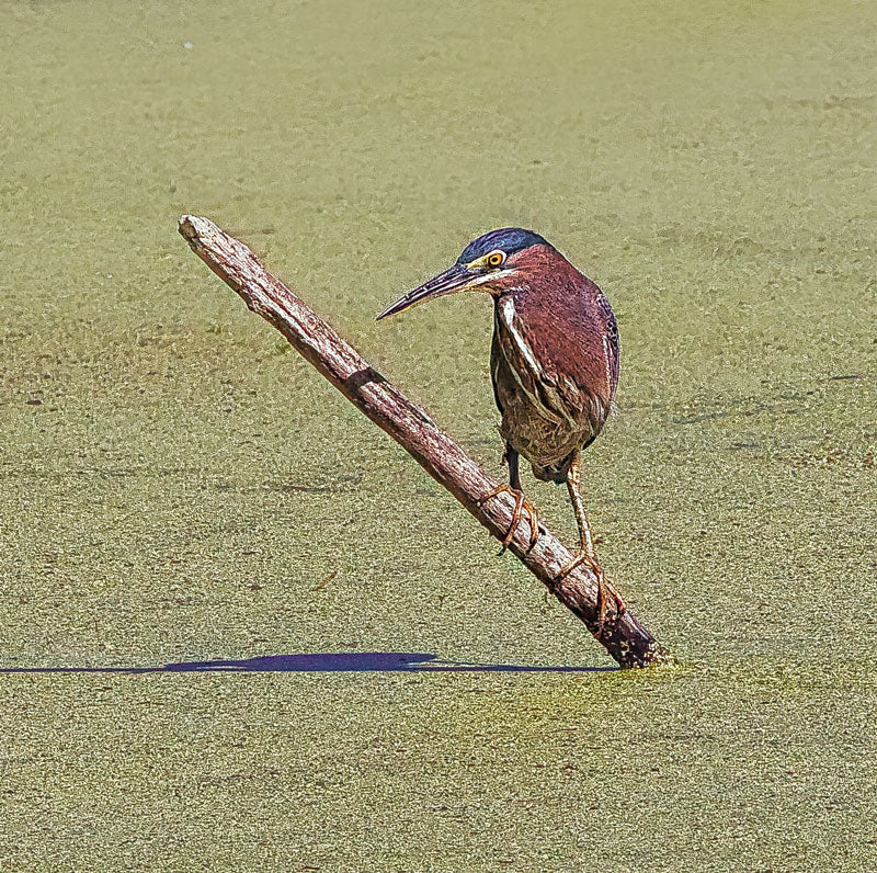 Green Heron on the Moss - Steven Higgins