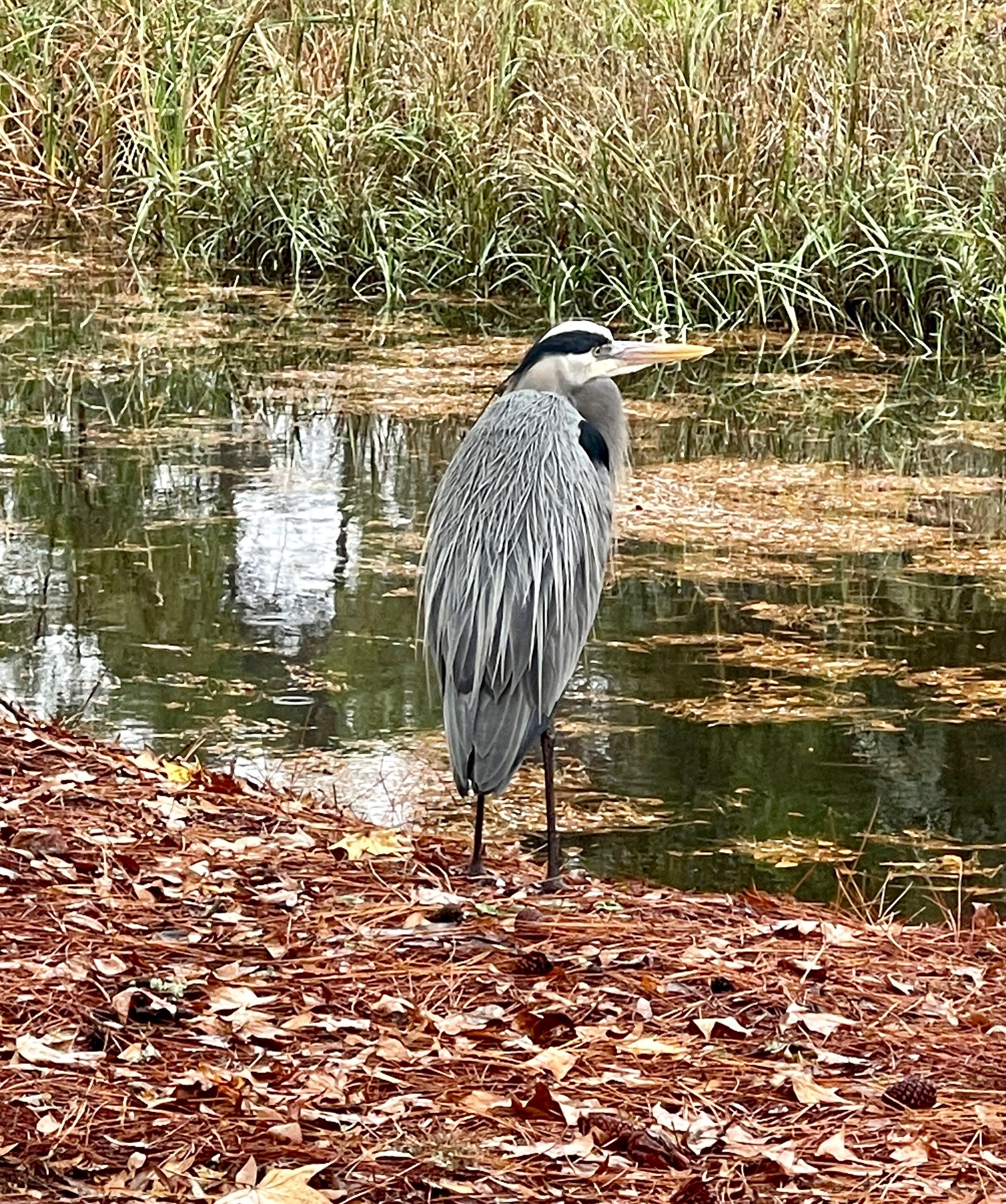 Heron, marsh, low country, Bluffton, Hilton Head