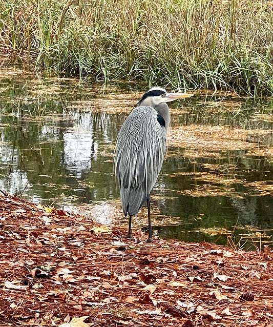 Heron, marsh, low country, Bluffton, Hilton Head
