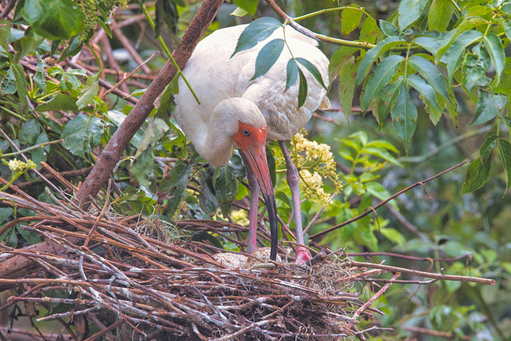 Ibis Mom Checking Eggs - Steven Higgins