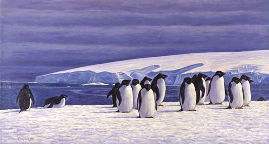 Icebirds - Alan Campbell