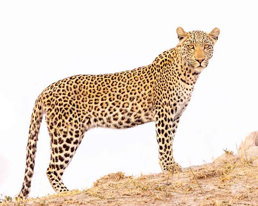 Leopard - Richard Distlerath