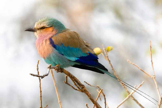 Lilac Breasted Roller - Richard Distlerath