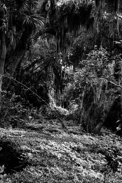 Lowcountry Natural State - Pete Schramm