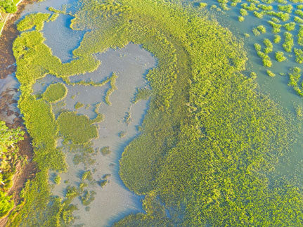 Marsh from Above - Steven Higgins