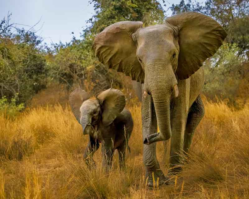 Mother and Junior - Richard Distlerath