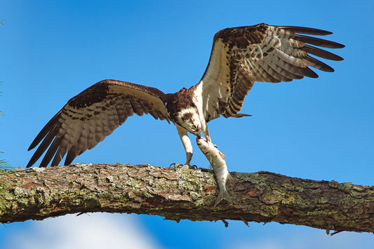Osprey 3 - Steven Higgins