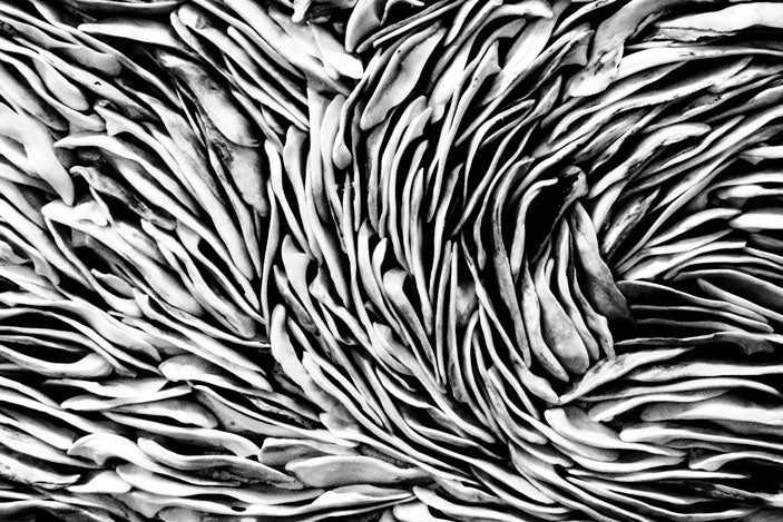 Oyster Abstract - Pete Schramm