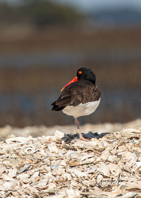 Oyster Catcher - Gene Moon