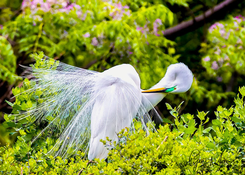 Preening - Gene Moon