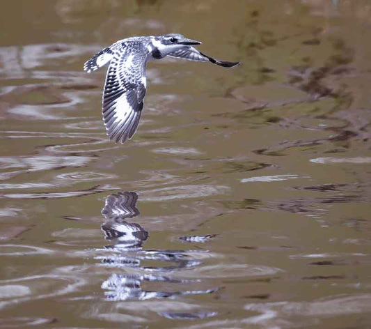 Kingfisher over Water - Richard Distlerath