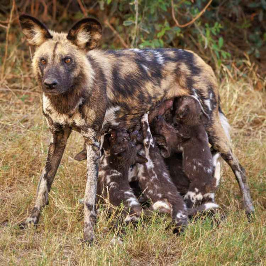 Milking Mom - Richard Distlerath