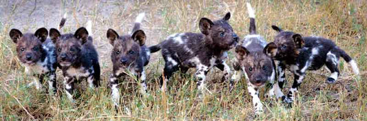 Painted Pups - Richard Distlerath