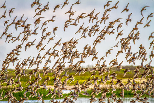 Red Knots in Flight - Eric Horan