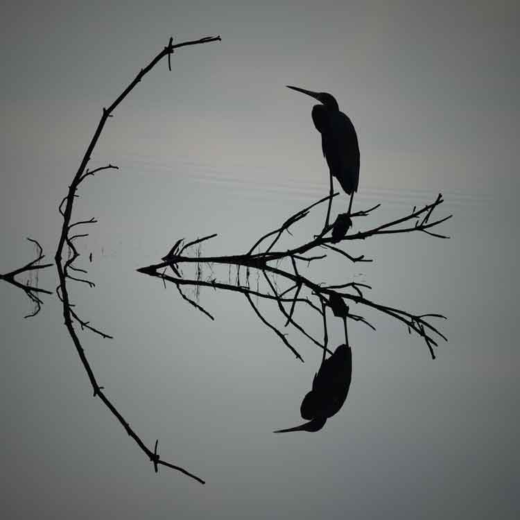 Reflection - Richard Distlerath