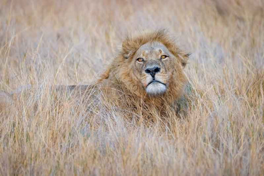 Lying Lion - Richard Distlerath