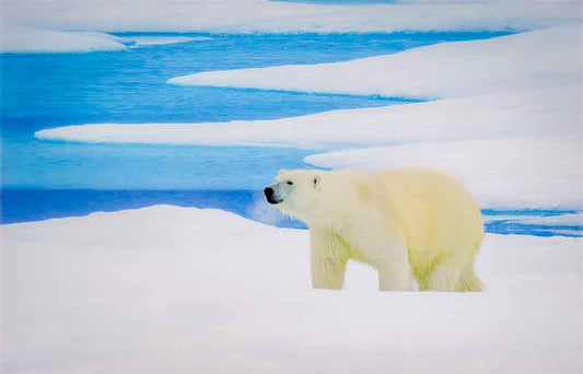 Polar Breath - Richard Distlerath