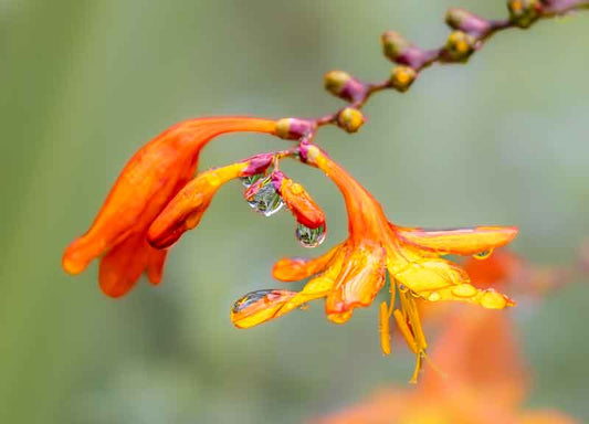 Dripping Colors - Richard Distlerath