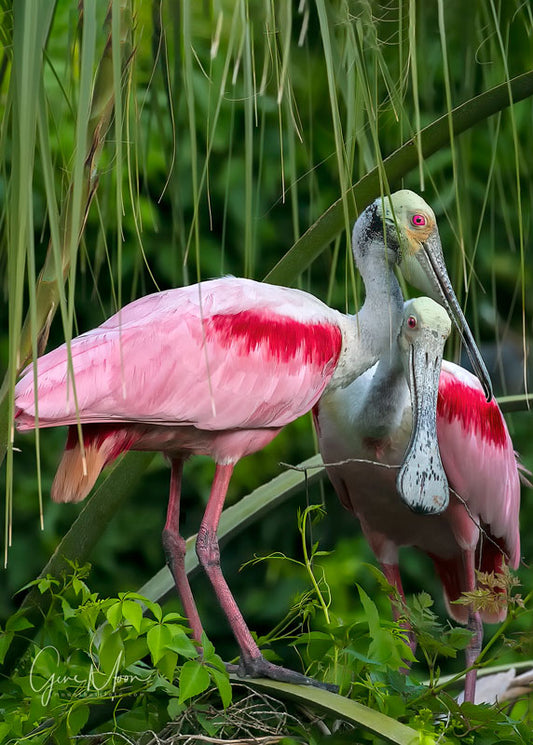 Roseate Spoonbill Couple - Gene Moon