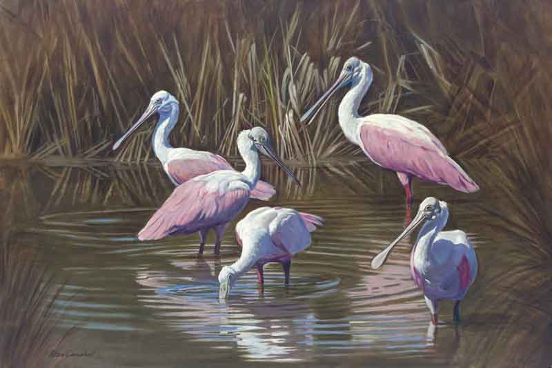 Roseate Spoonbills - Alan Campbell