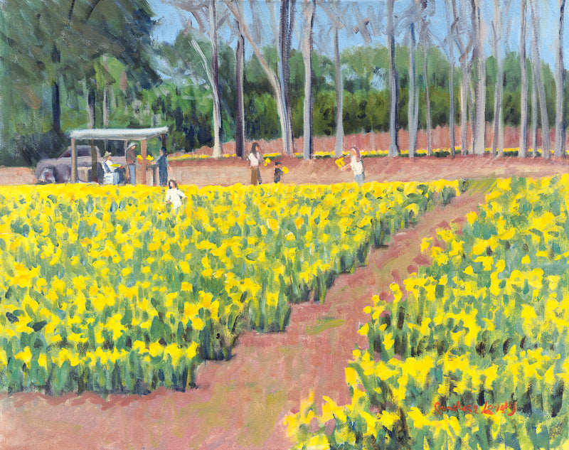 Daffodil, Daffodil farm, flowers, Bluffton